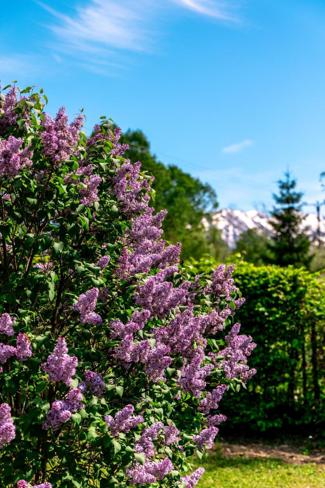 Pensiunea Poiana Avrigului Bagian luar foto